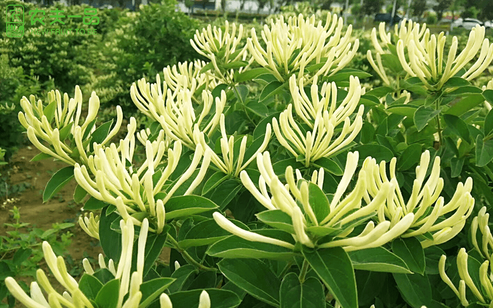 吕文扬揭示：金银花的多重药用功效
