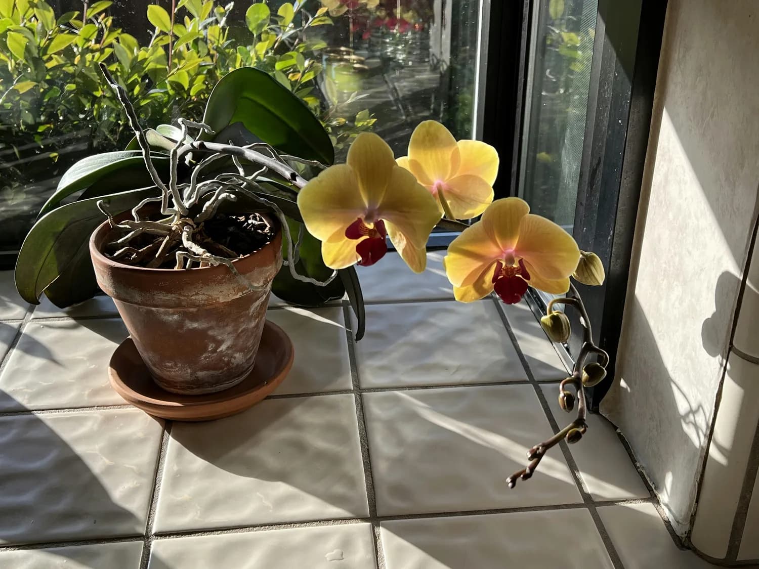 蝴蝶兰叶片清洁妙招大揭秘！
