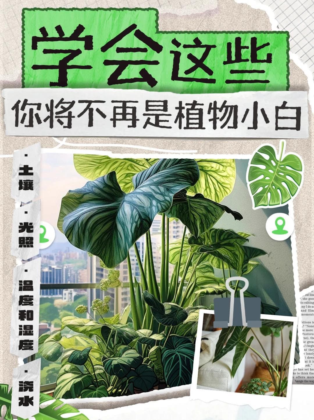 绿植养护不再难：40种植物的养护指南