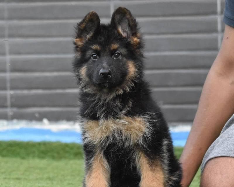 以德国牧羊犬为宠物的饲养方法（从萌宠到成犬，做好照顾工作是关键）