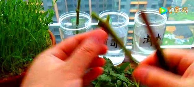 玫瑰水培扦插完全指南：15个步骤助你轻松培育健康玫瑰苗