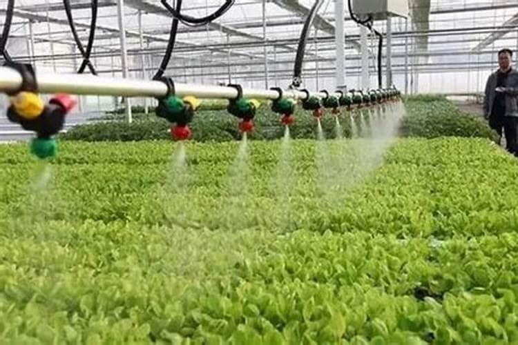 微肥施用的智慧：如何高效施肥促进植物生长？