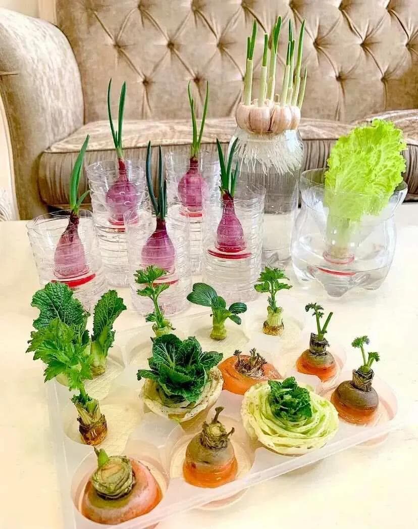 万物皆可水培，0元打造家庭小森林
