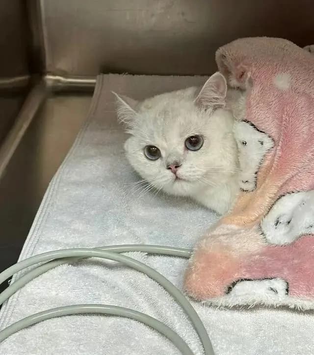 猫咪呕吐带血还拉稀,背后原因是什么?如何有效应对
