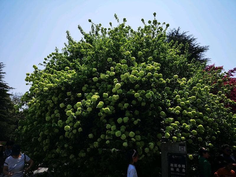 中华木绣球(斗球)：从种植到养护的全方位指南