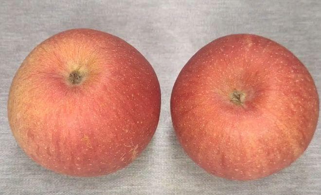 如何一眼看出水果是化学催熟、药水浸泡的？教你一招以后不被骗
