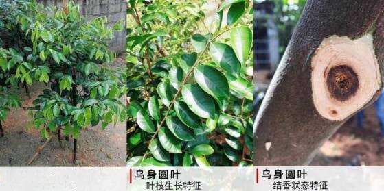 沉香嫁接奇楠种植的现状与期待