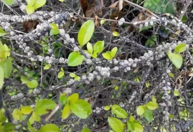 最全！常见10种蚧壳虫识别及防治技巧（珍藏版）
