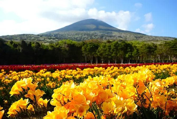 东京3月旅游攻略：赏花、马拉松、祭典全攻略