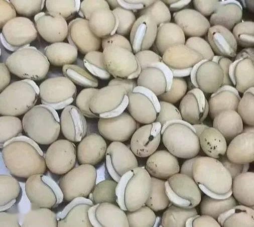 白扁豆：李时珍眼中的“脾之谷”，兼具观赏与药用价值