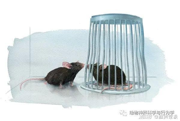 孤独症小鼠模型的行为检测方法：社交互动和社交沟通检测