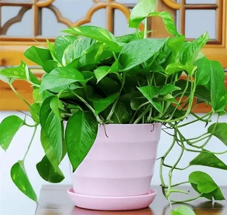 如何养好绿萝，在家里养盆栽绿萝需要注意的事项