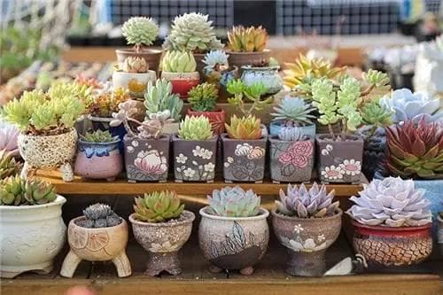 多肉植物越冬指南（含大量美图）