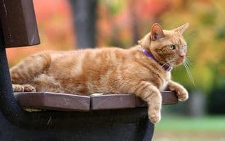 新猫到家，细心呵护，适应环境。