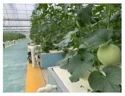 蜜玉甜瓜气雾栽培高效模式研究