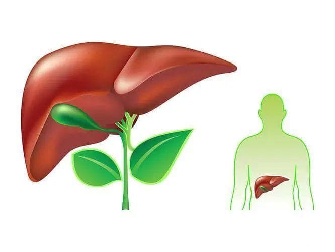 从深呼吸到规律作息：8种科学方法缓解压力，保护肝脏