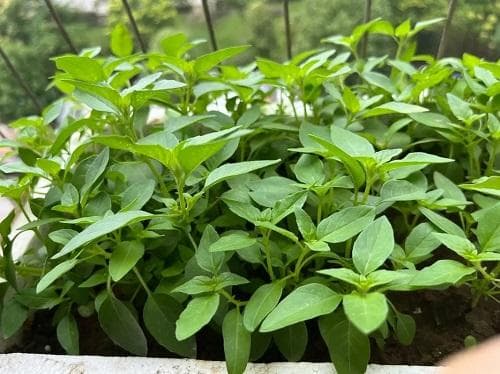 荆芥种植的注意事项