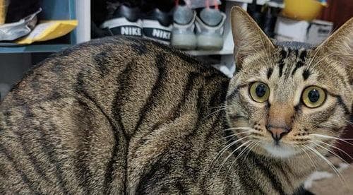 猫咪体重年龄速查表，狸花猫宠物必备！