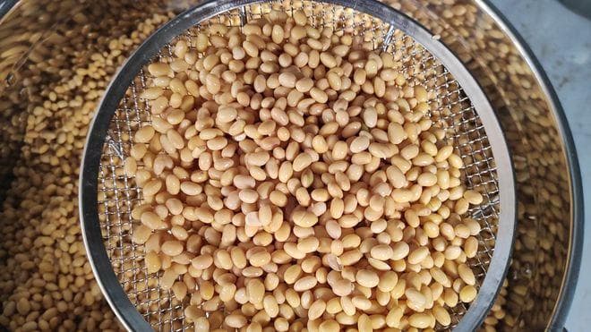 豆腐制作工艺详解：从选料到深加工的13个关键步骤