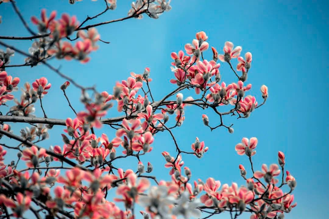 怀柔踏花时，光阴有香气