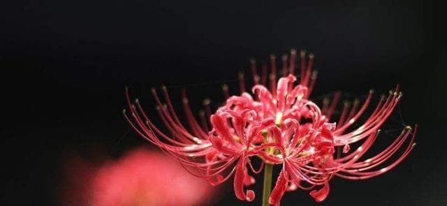 代表死亡的花有哪些？它们的含义是什么？