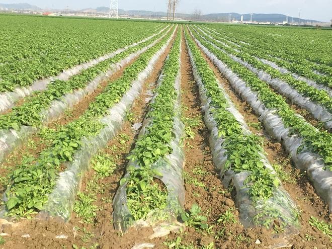 什么时候种土豆最合适？各地种植时间全解析