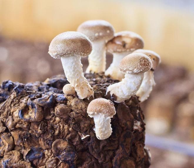 玉米芯种蘑菇的方法