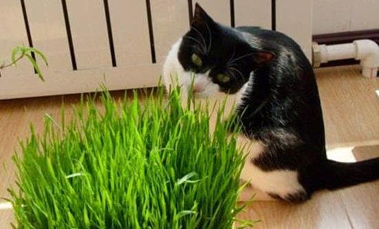 猫咪爱猫草，探究种植秘诀