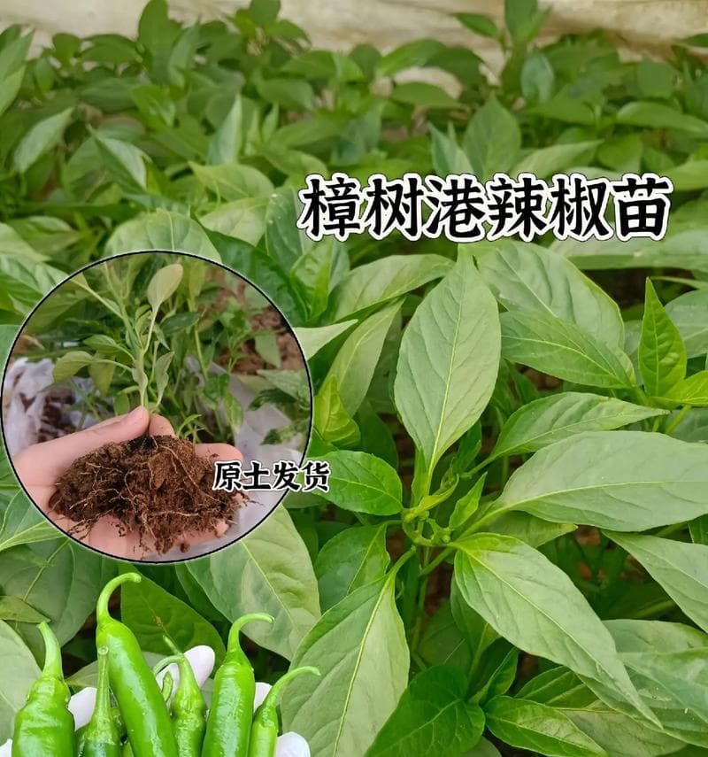 种植辣椒苗的最佳月份（选择合适时间，让辣椒苗生长更健康）