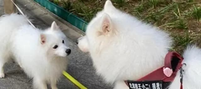 萨摩耶、银狐和博美的区别（宠物爱好者必读，从颜色、性格到护理看）
