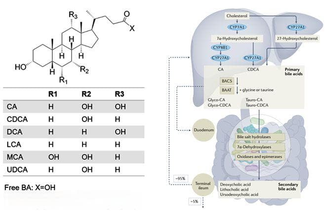 胆汁酸相互作用蛋白