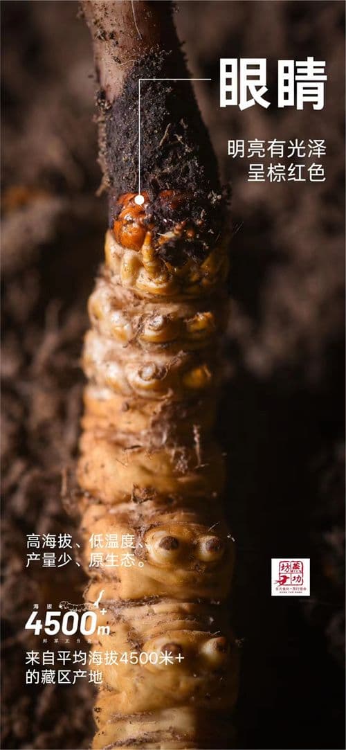 冬虫夏草哺乳期能吃吗 食用冬虫夏草前应咨询专业的中医师或医生