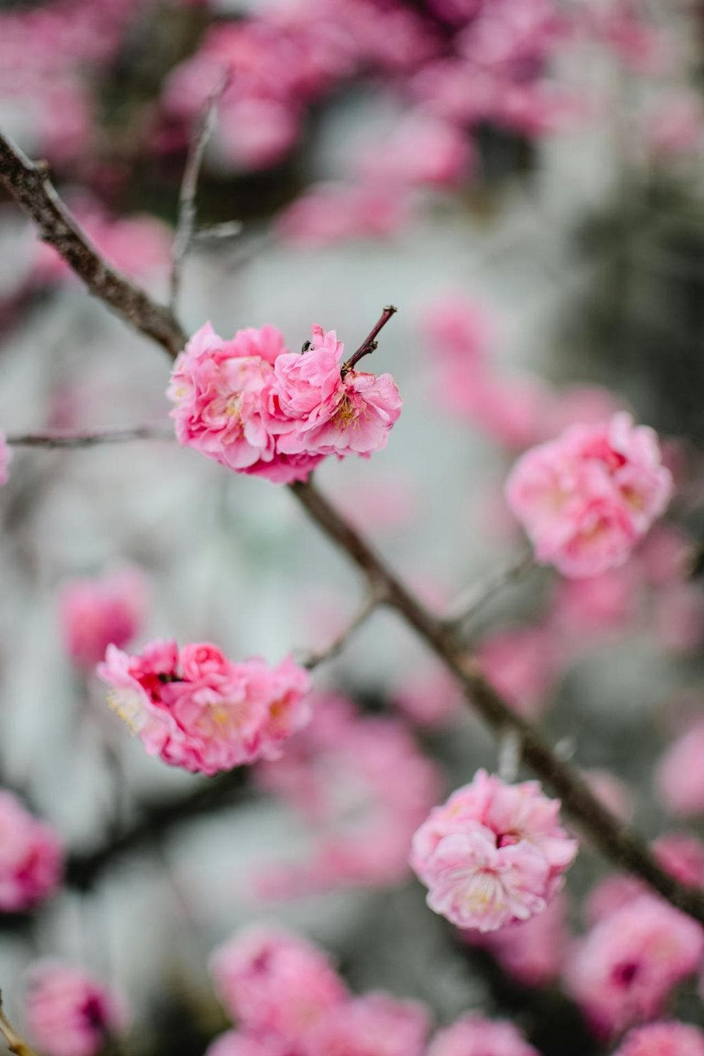 农历新年鲜花的寓意 - 以及在家中摆放的位置