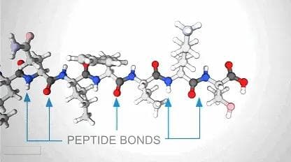从氨基酸到生物分子的演化