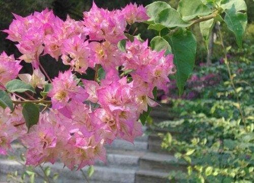 三角梅多久才开花一次