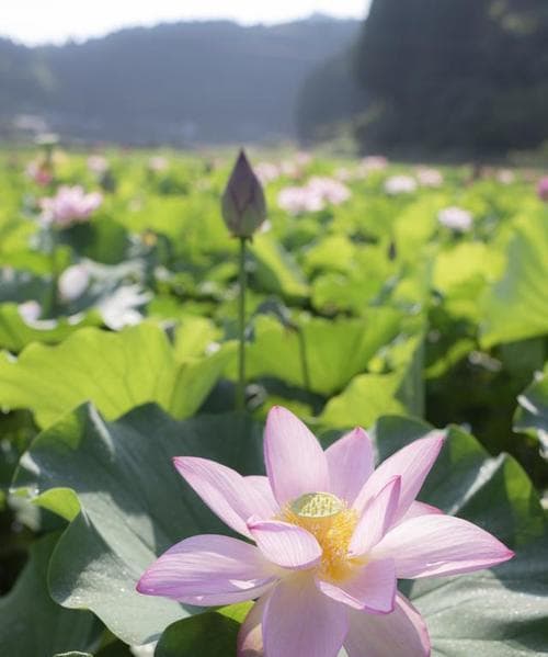 莲花的生长特点与环境条件（探究莲花生命力与养护技巧）