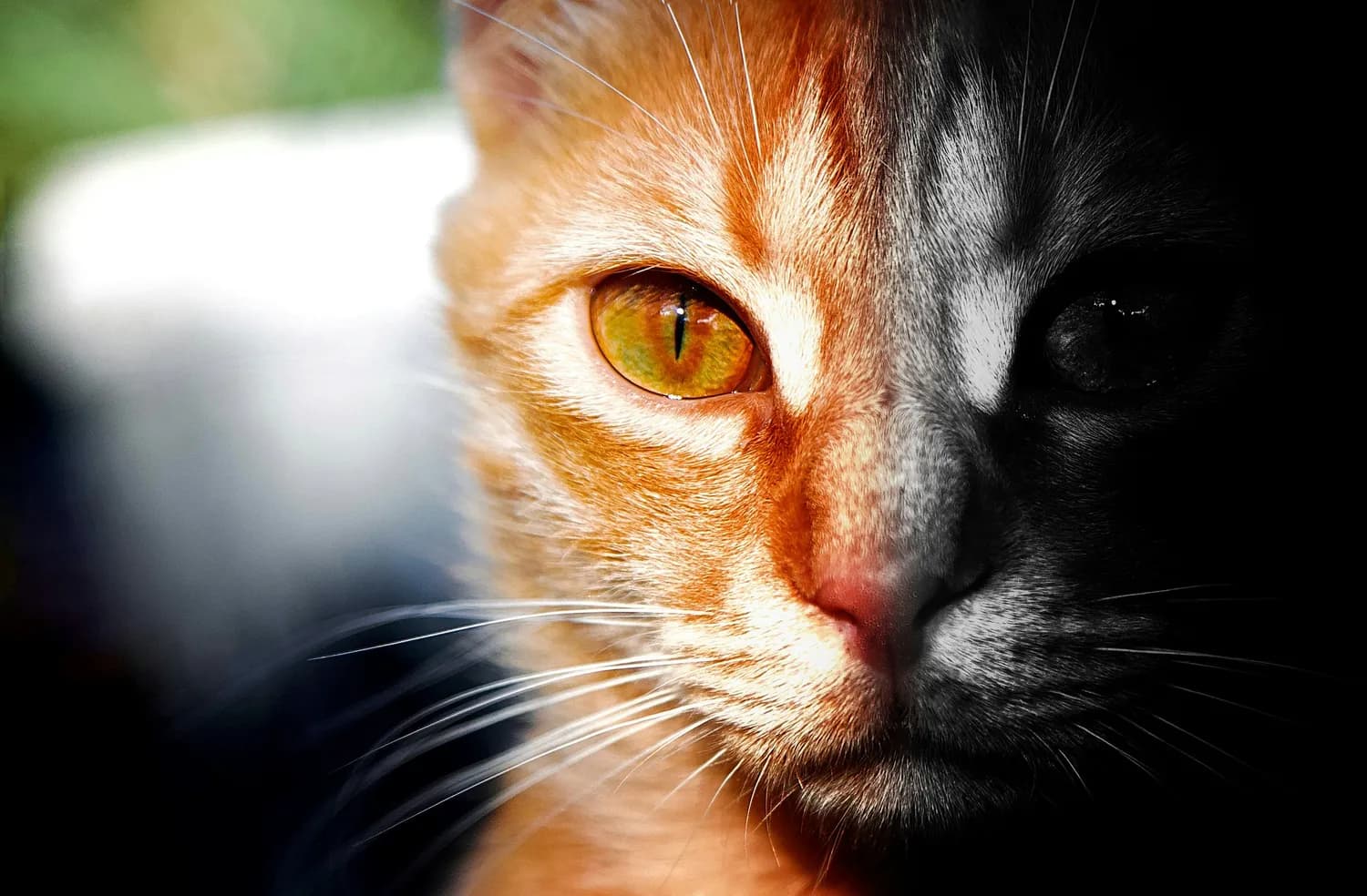 猫咪最爱的蓝绿玩具，你选对了吗？