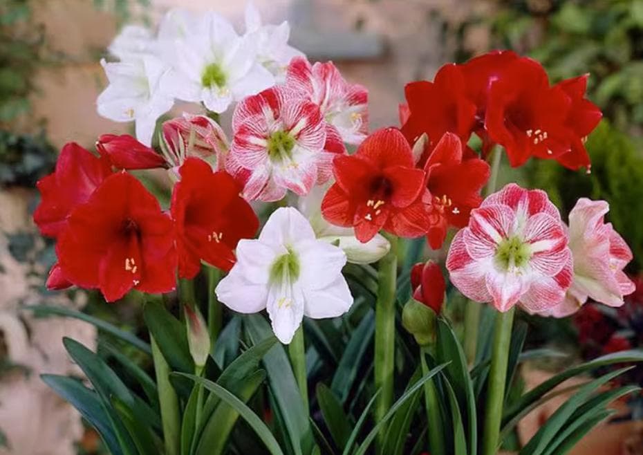 朱顶红开花时怎么浇水（朱顶红处于花期，分享延长花期及花后养护）