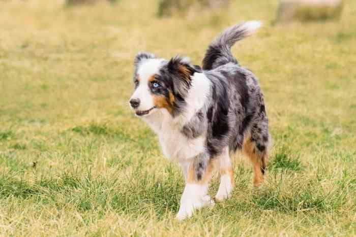 训练澳大利亚牧羊犬的方法及训练技巧