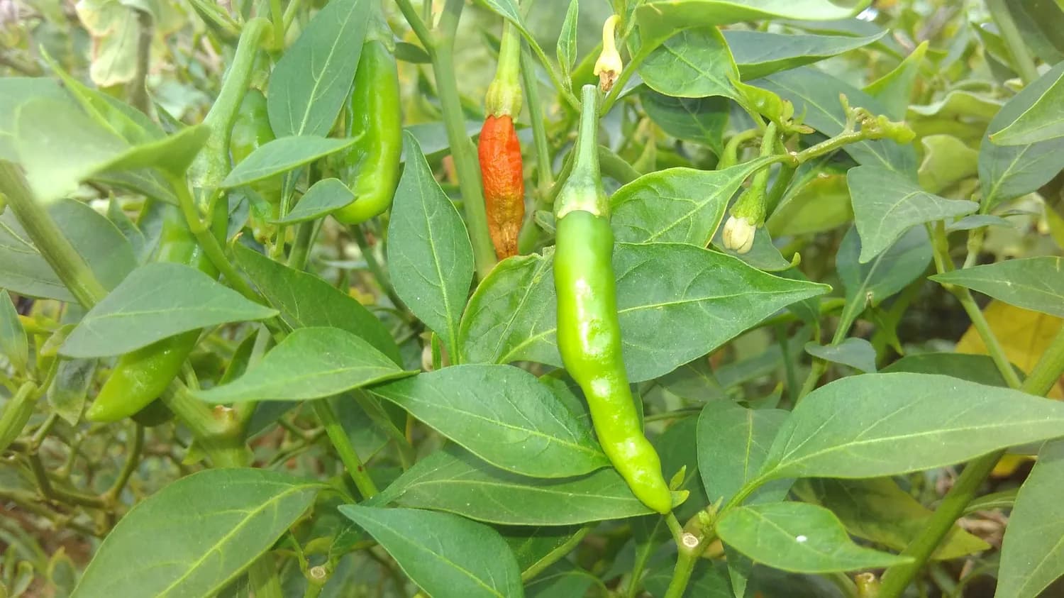 湘菜用线椒，川菜选二荆条：两种辣椒的烹饪应用指南