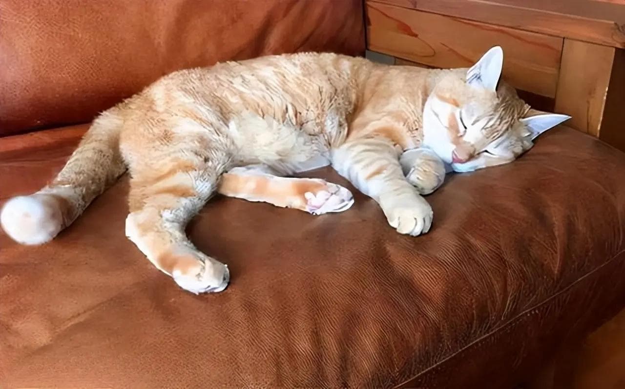 猫咪八种睡觉姿势大揭秘：哪种睡姿最能体现与主人的关系？