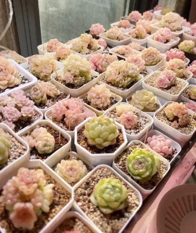 多肉闷养，少浇水，多喷水，保持高湿度，叶子像果冻一样！