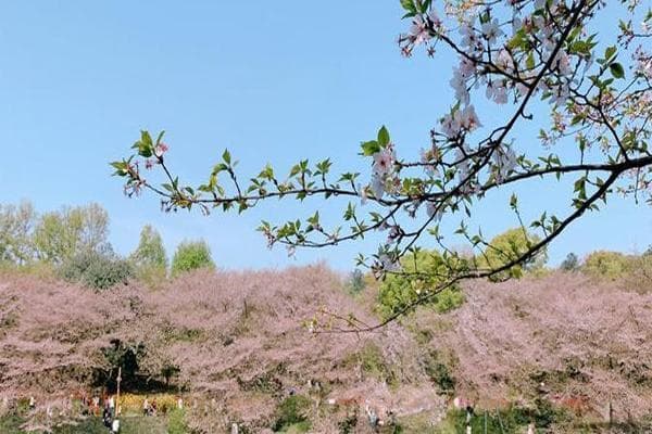 湖南省森林植物园：国家4A级景区，动植物资源丰富