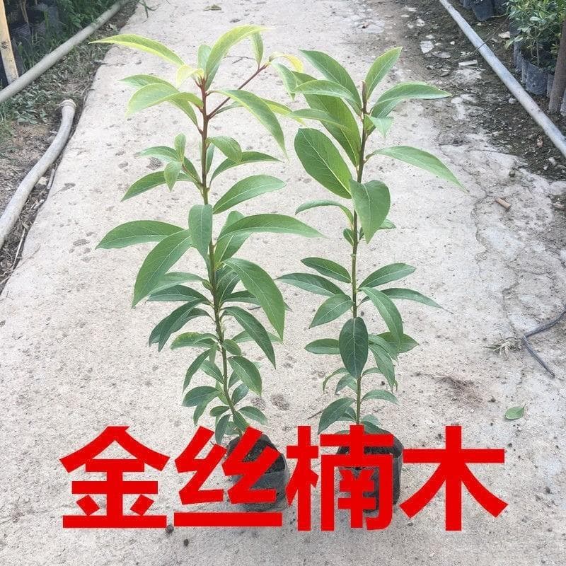 金丝楠木：木中瑰宝，千年不朽的传奇