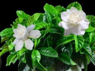 栀子花怎么样才能开花（养栀子花的技巧与方法）