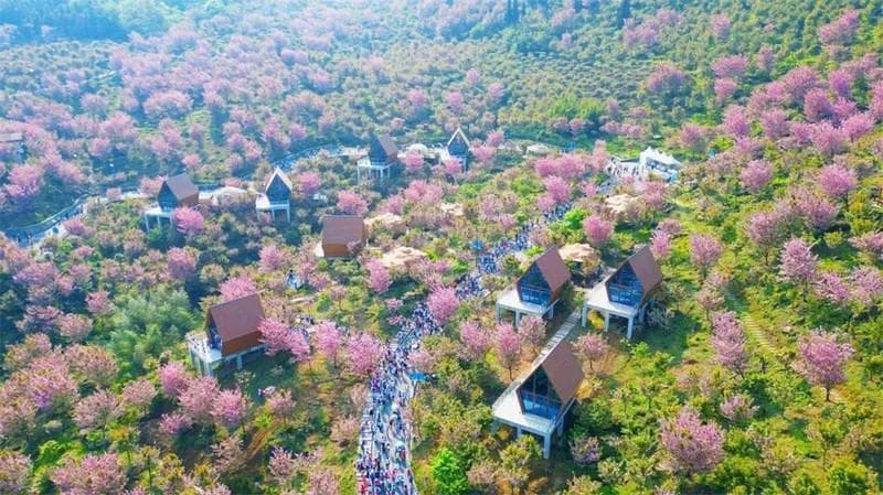 上春“山”寻花“路”| 汶川吹暖“春游”文旅新活力~