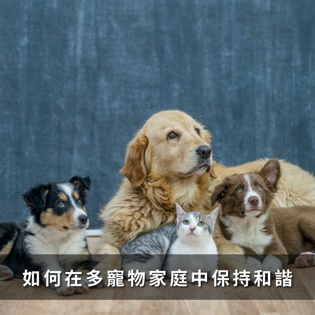多宠物家庭的管理：如何处理多宠物相处问题