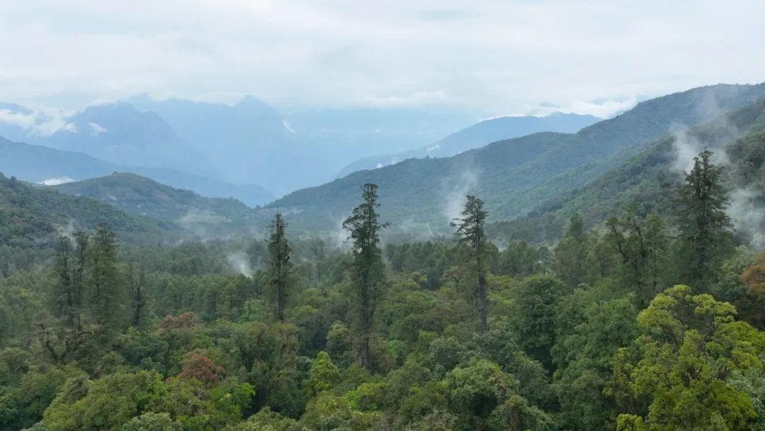 在属于格林的童话里，关于一棵树的奇妙旅行