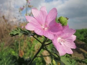 麝香锦葵：从种植到护理的全方位指南
