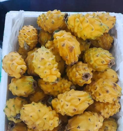 探秘燕窝果：一种源自中南半岛的神奇水果